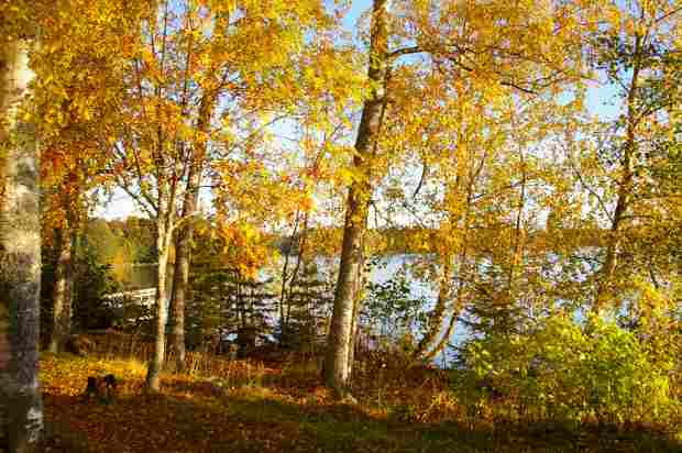 Järvelä sauna pier through the trees