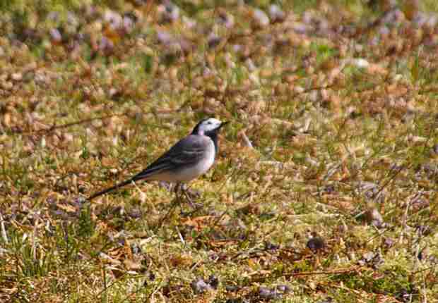 A regular Summer visitor strutting across the lawn