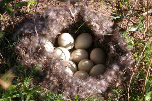 Duck eggs