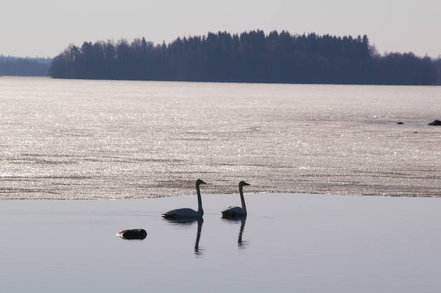 Kevättä ilmassa