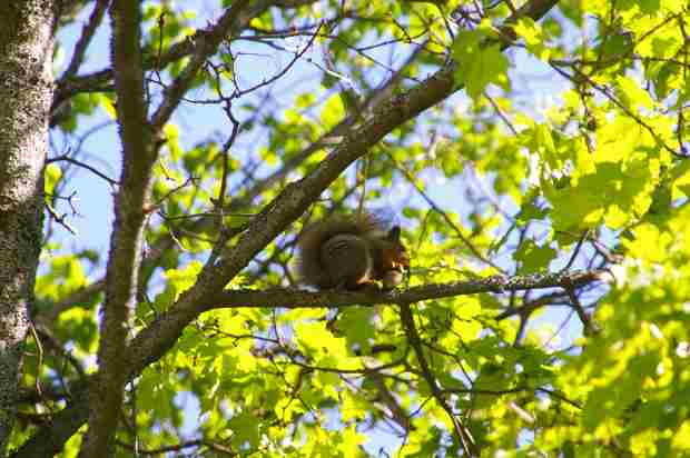 One of the many residents of Järvelä