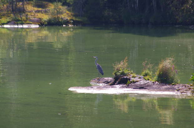 A lone heron