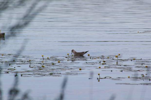 Fishing in the lillies