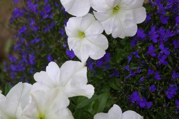 Summer blooms