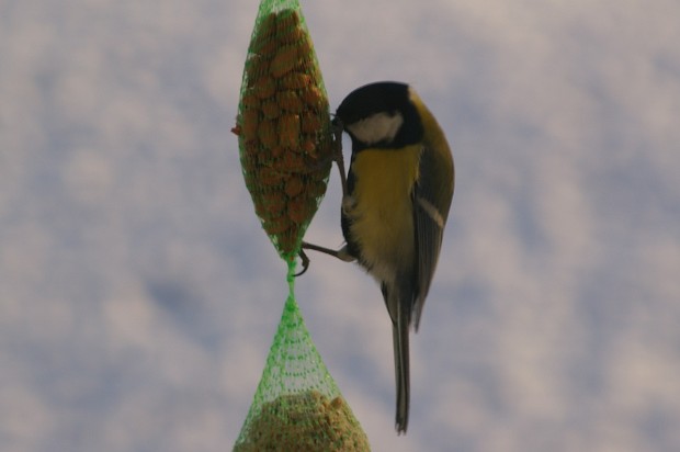 Coal Tit